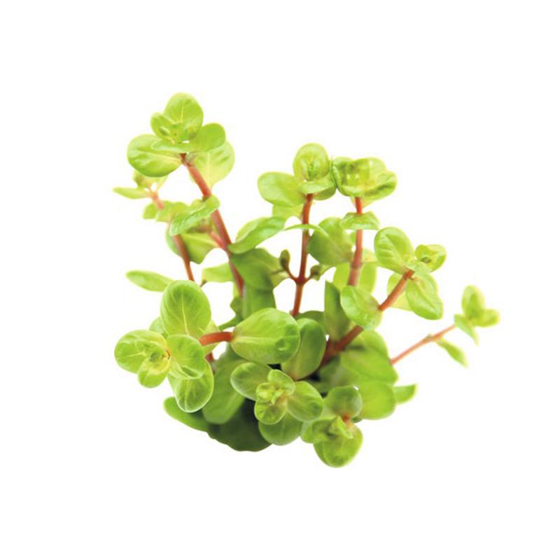 Planta acvariu Rotala Rotundifolia Orange Juice Stoffels - imagine 3